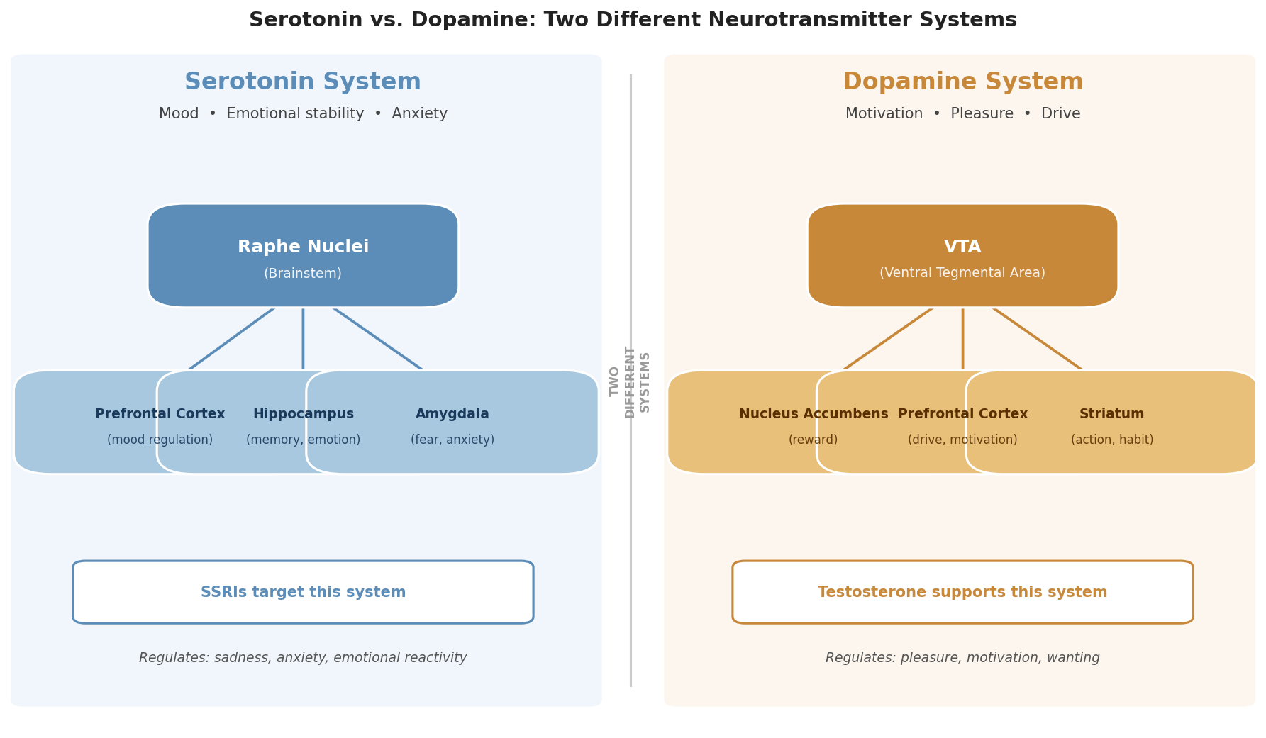 Diagram showing serotonin pathways targeted by antidepressants versus dopamine pathways affected by testosterone, illustrating why SSRIs can't fix motivation-related anhedonia
